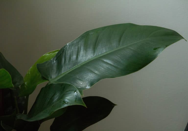Philodendron Erubescens ‘Imperial Green’ Care Guide (2023)