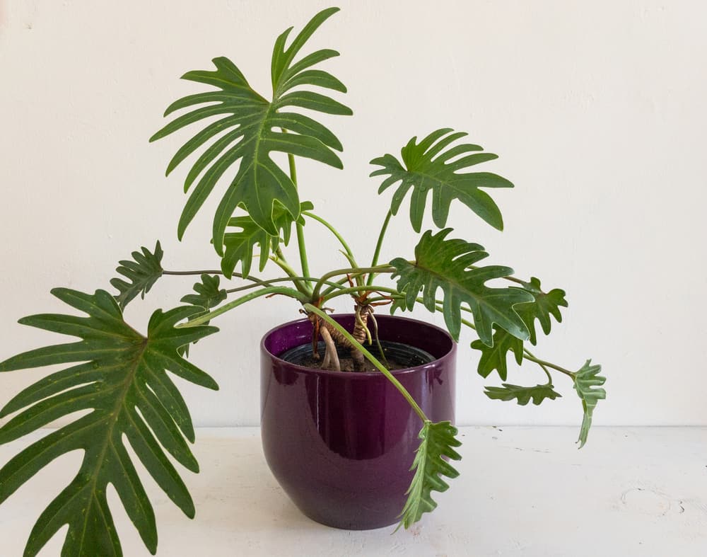 Philodendron Xanadu plant in a purple ceramic pot closeup view with isolated background