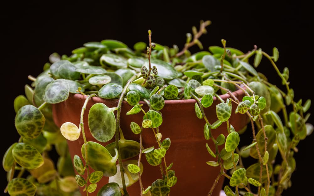 string of turtles plant