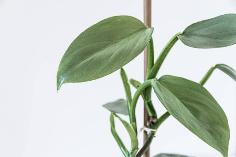 Philodendron Hastatum ‘Silver Sword’ Care Guide (2022)