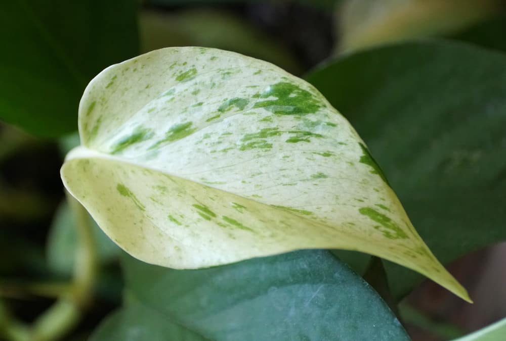 snow queen pothos