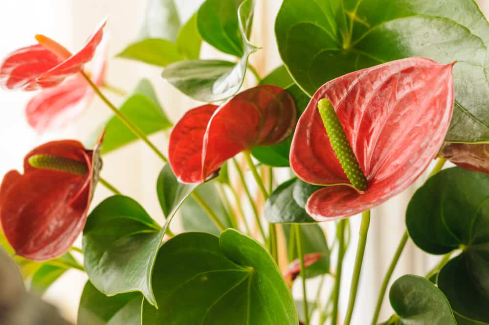 flamingo lily indoors