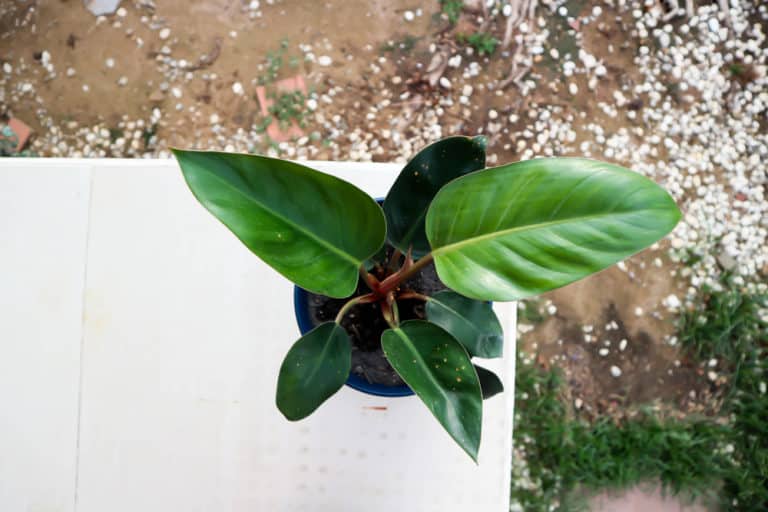 Philodendron ‘Rojo Congo’ Care Guide (2023)