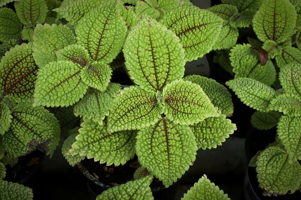 Pilea Mollis 'Moon Valley' Care Guide (2024) | Garden Pals