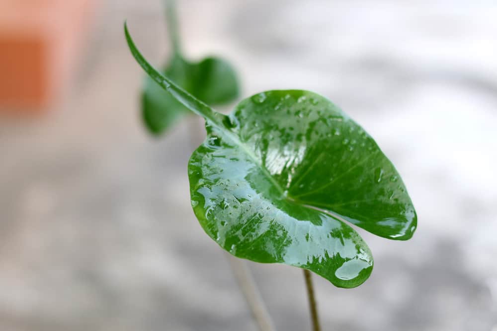 Alocasia Macrorrhiza 'Stingray'