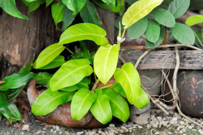 Philodendron Hederaceum ‘Lemon Lime’ Care Guide (2022)