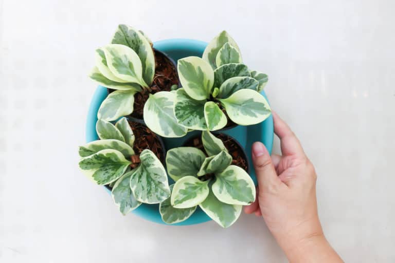 Peperomia Obtusifolia ‘Baby Rubber Plant’ Care Guide (2022)