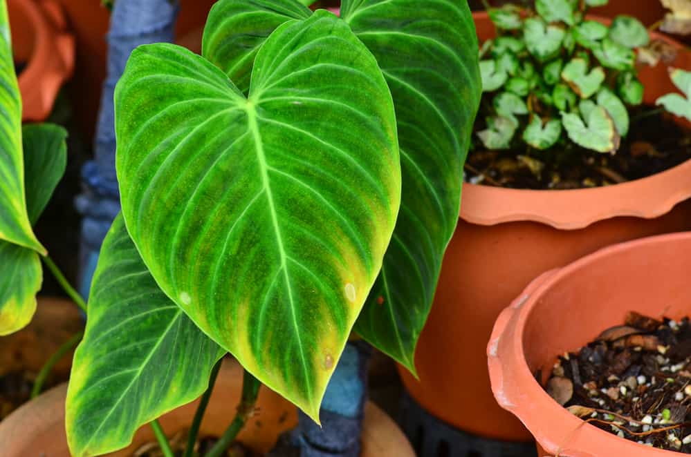 Philodendron Splendid leaf nature texture