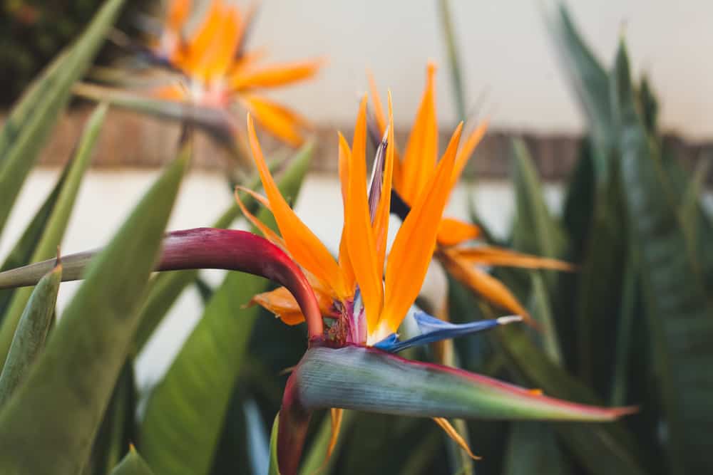 bird of paradise plant