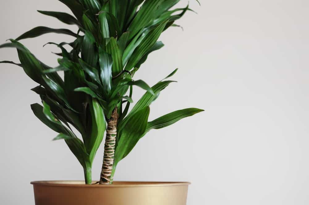 Close up of dracaena fragrans home plant. Minimal style design. Place for text