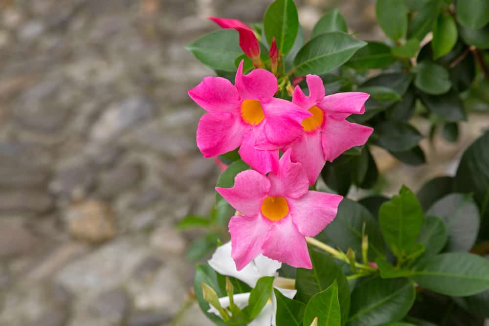 Mandevilla, Rocktrumpet flowers with pink petals and yellow cent