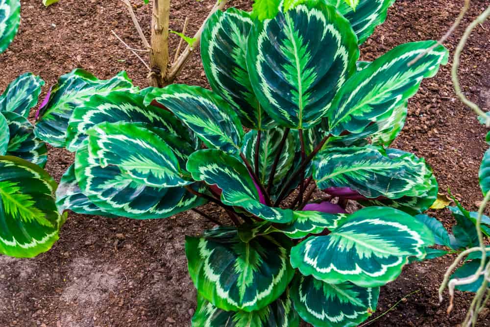 calathea medallion, rose painted prayer plant, popular tropical specie from Brazil, America