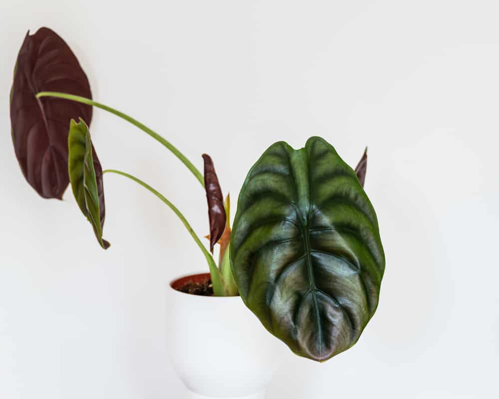 alocasia cuprea