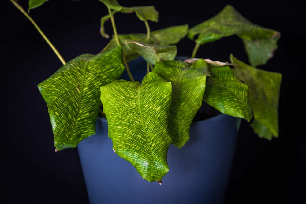 calathea musaica