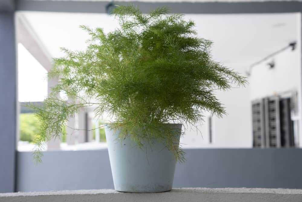 plumosa fern