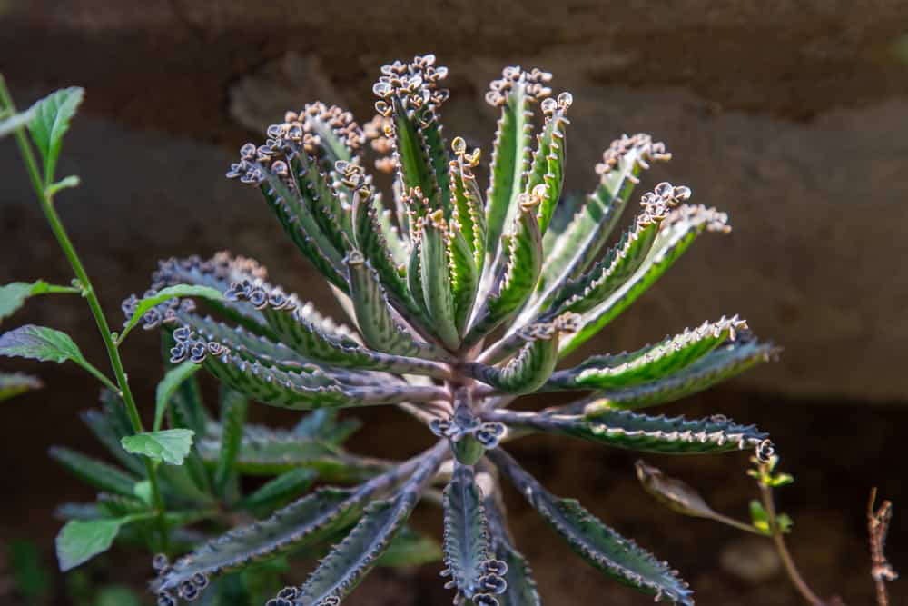 Mother of Millions Plants, How to Grow & Care