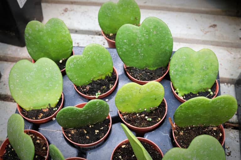 Hoya Kerrii ‘Sweetheart Plant’ Care Guide (2022)