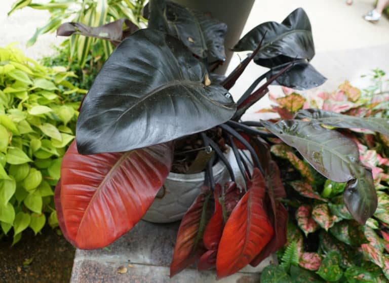 Philodendron Erubescens ‘Black Cardinal’ Care Guide (2023)