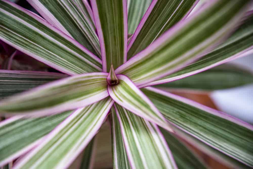 14+ Moses Cradle Plant