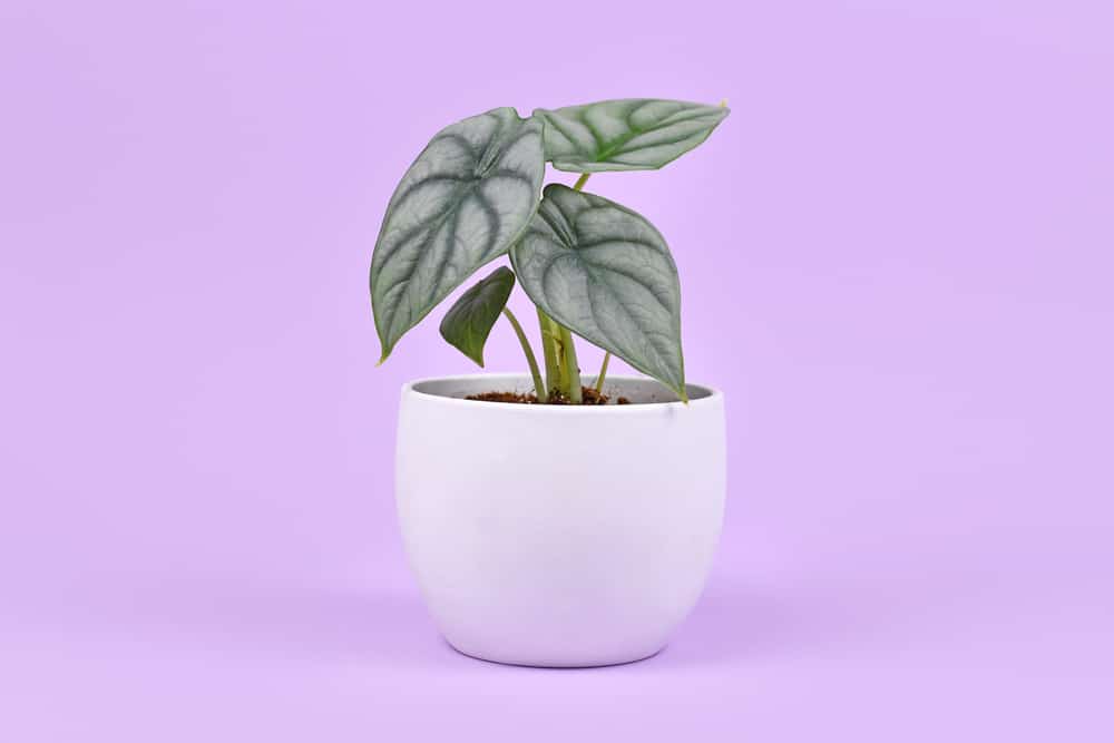 Exotic 'Alocasia Baginda Silver Dragon' houseplant in pot on vio