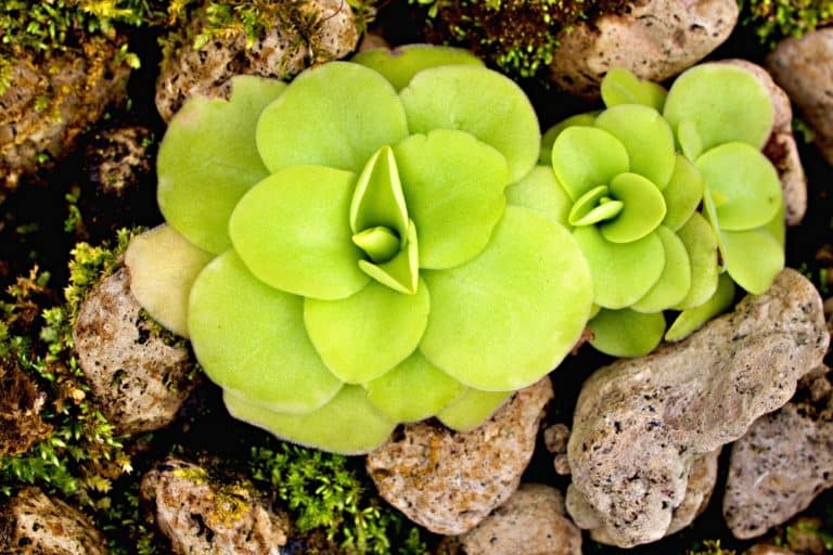 Pinguicula ‘Mexican Butterwort’ Care Guide (2022)