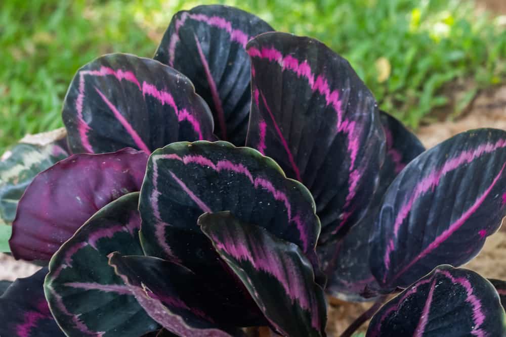 calathea roseopicta