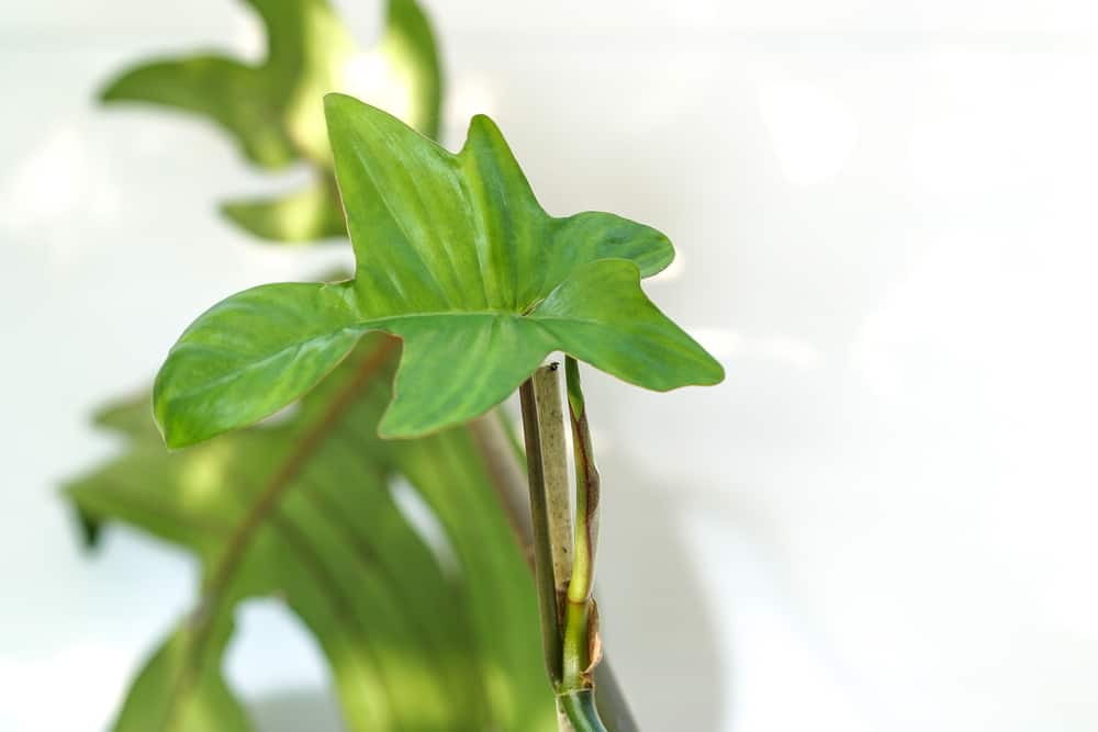 Philodendron Squamiferum house plant collection on a white background