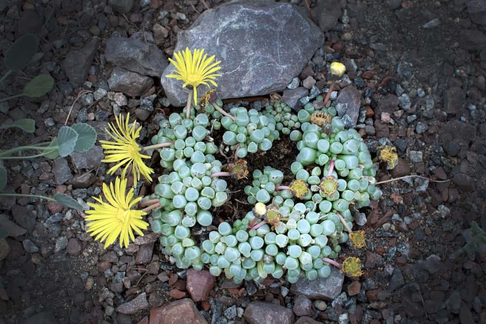 Tiny Babies  succulentnative