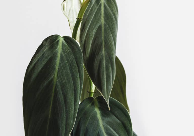Philodendron Gigas Houseplant Care Guide (2023)